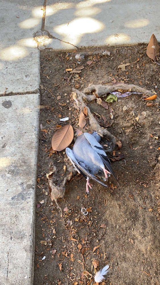 Photo attached to case 202000218515