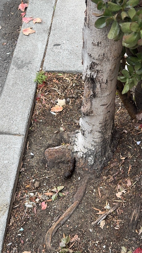 Photo attached to case 202000218817